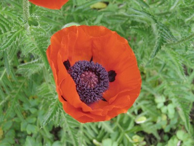 gartenbild